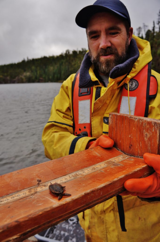 Person holding a giant water bug on a measuring board