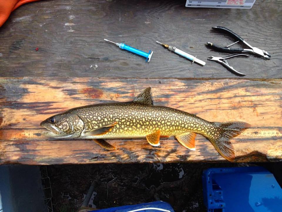 Fish on a measuring board