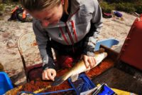 Fish being measured