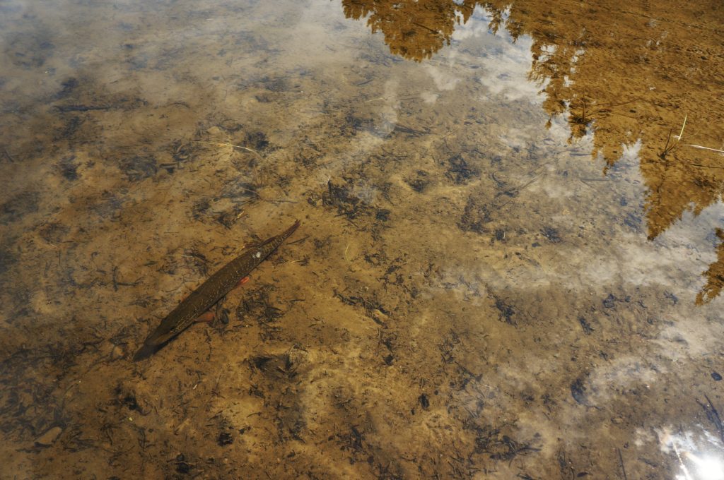 Fish in shallow water of a lake