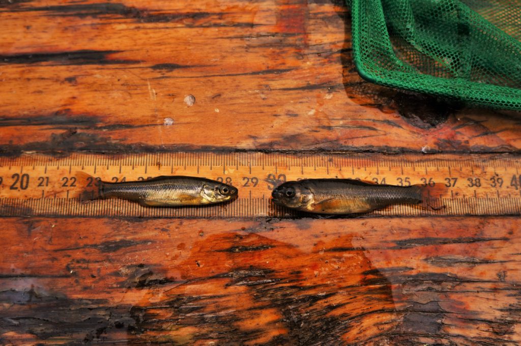 Fish on a measuring board