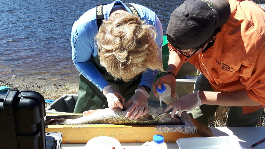 Woman performing surgery on a fish